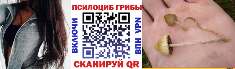 Галлюциногенные грибы Psilocybine cubensis  Пушкино 