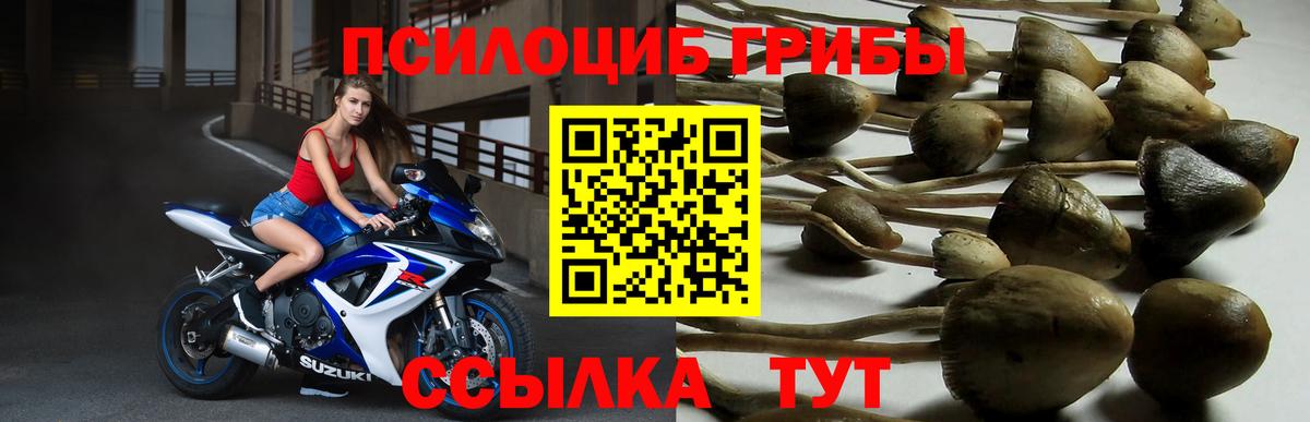 Галлюциногенные грибы Psilocybe  Вход с VPN  Пушкино  Псилоцибиновые грибы мицелий 